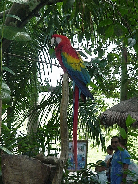 Parrots In Xcaret 1.jpg